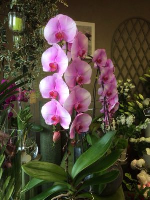 orchidée fleuriste pontoise